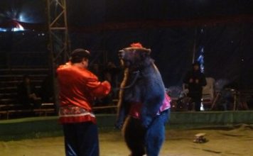 К нам приехал цирк