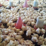 Абсолютно безопасное мясо 28.06.2018г.№15