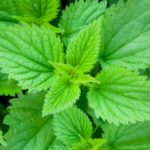 Крапива 07.06.2018г.№13