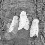 Непарный шелкопряд 12.07.2018г.№16