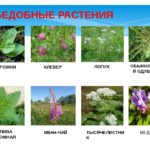 Растения-спасатели 07.06.2018г.№13