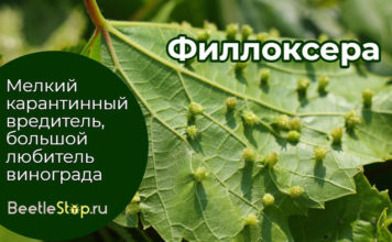 Филлоксера