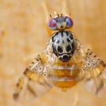 Средиземноморская плодовая муха