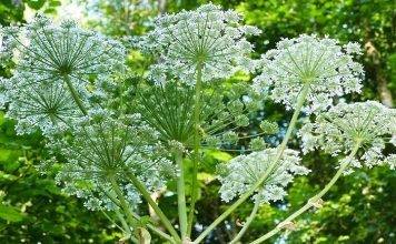 Опасное растение