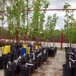 Как правильно выбрать саженцы