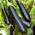 Из истории баклажан