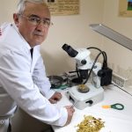 Триходесма седая