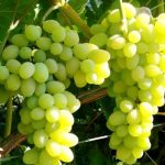 Виноград