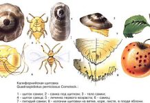 Калифорнийская щитовка
