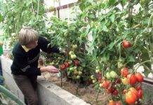 Уход за томатными кустами