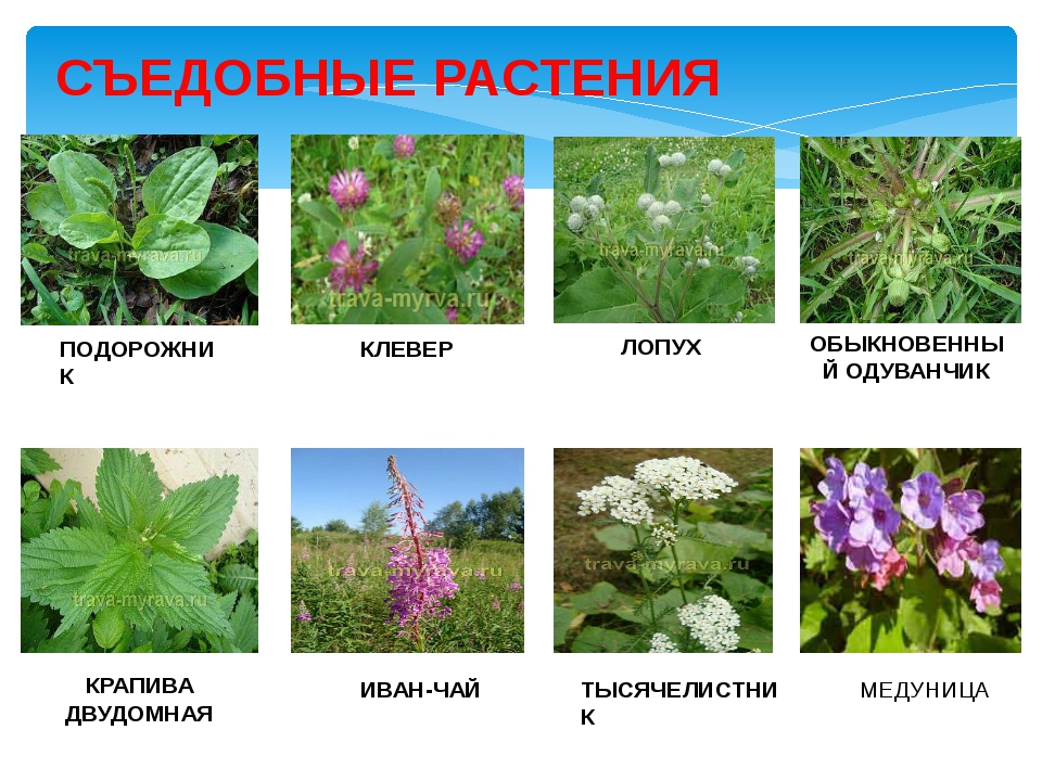 Какая трава была названа. Съедобные растения. Съедобные дикорастущие растения. Съедобные растения России. Съедобные Лесные травы.