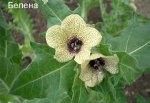 Белена