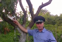 Амброзия полыннолистная