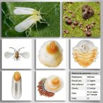 Тутовая щитовка