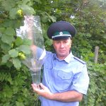 Табачная белокрылка