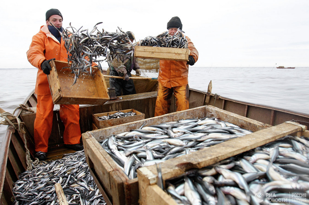 Где добыть рыбу. Рыбные ресурсы Баренцева моря. Промысел рыбы. Добыча рыбы. Рыбная промышленность России.