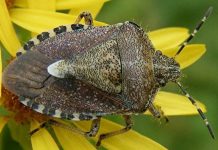 Мраморный клоп