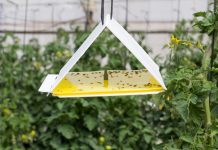 Феромонные ловушки