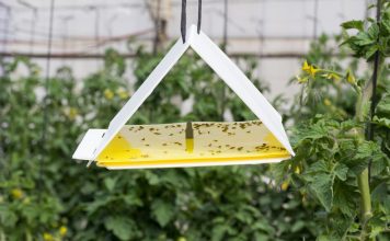 Феромонные ловушки